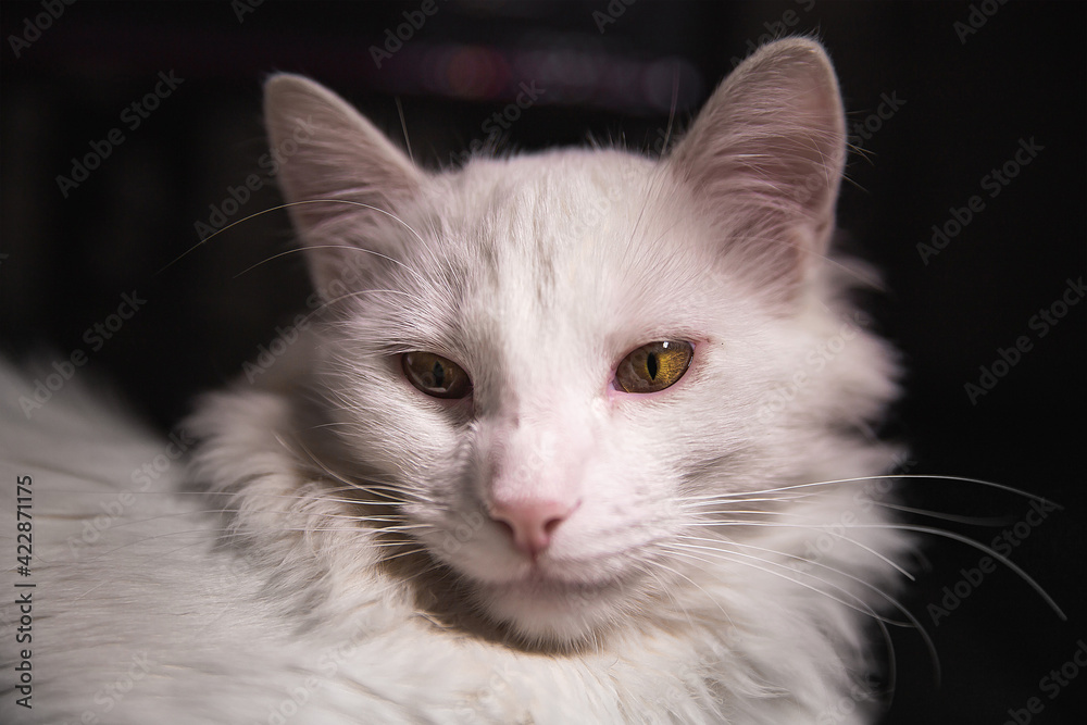 Serious white cat for makeup