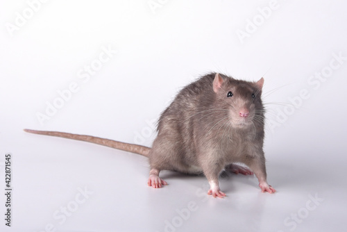A brown wild breed rat on a white background in the studio runs forward