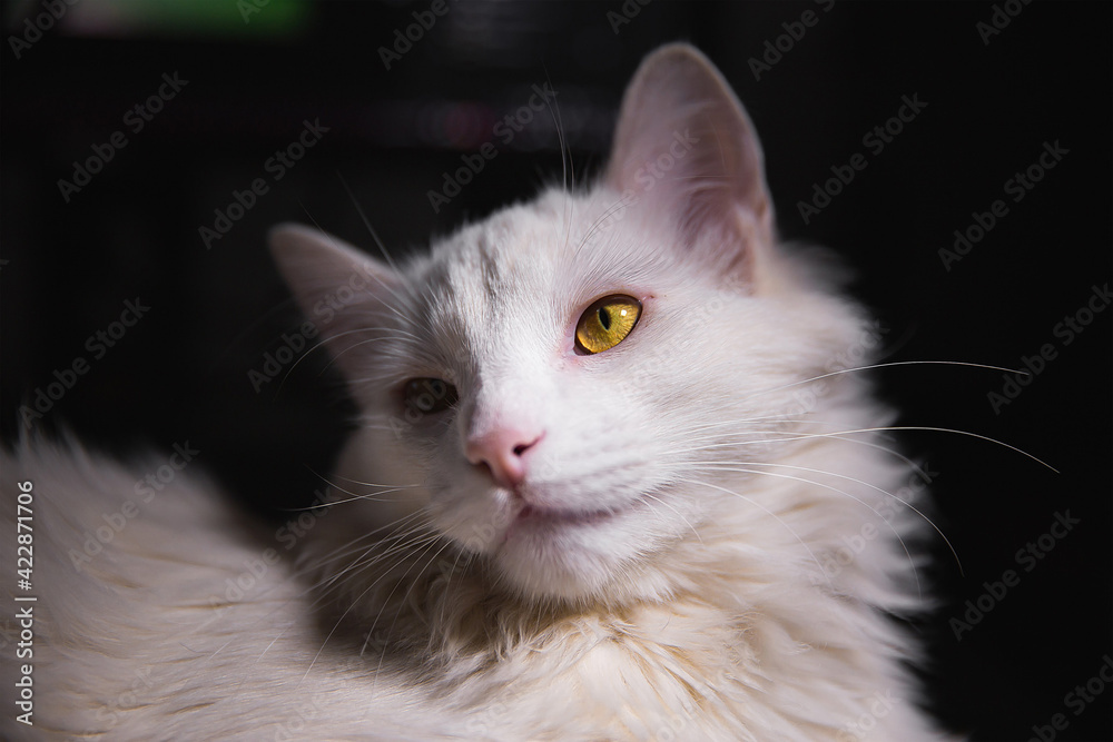 White cat isolated on black background