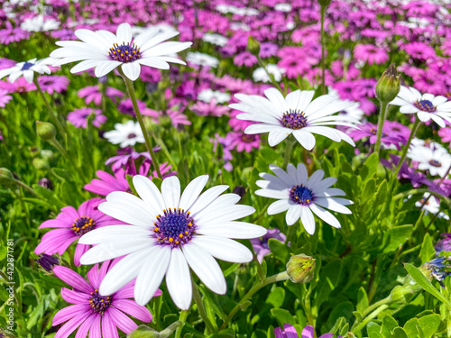 Close up Cape Marguerite African daisy purple flower on green background 