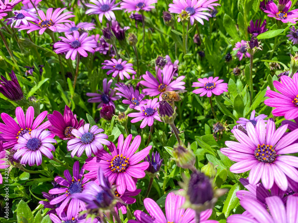 Blooming Cape Marguerite African daisy purple flowers on green background. Purple daisy Blooming Cape Marguerite African daisy purple flowers on green background. Purple daisy