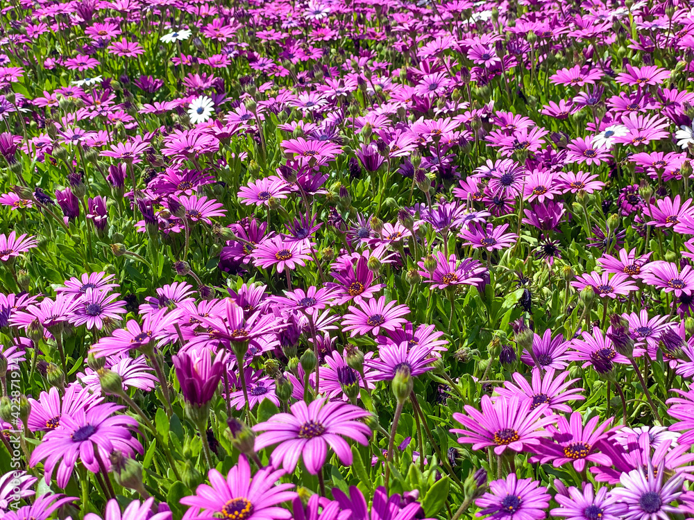 Obraz premium Blooming Cape Marguerite African daisy purple flowers on green background. Purple daisy