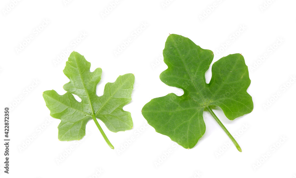 leaves isolated on white background. Toxic wild ivy gourd leaf leaves isolated on white background. Toxic wild ivy gourd leaf