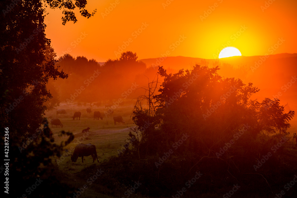 Scenery orange and golden sunset at the wetlands of Lake Kerkini, Greece, colorful landscape, travel photograph with partial Sun and few water buffalos and bushes