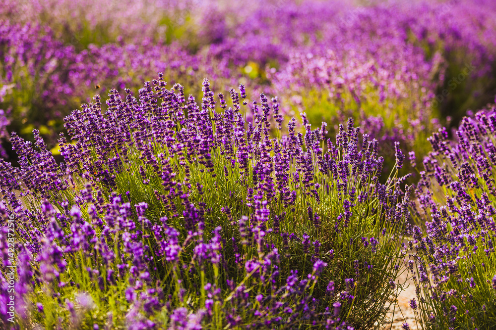 Beautiful Violet Lavender Field Agriculture Beautiful Violet Lavender Field Agriculture