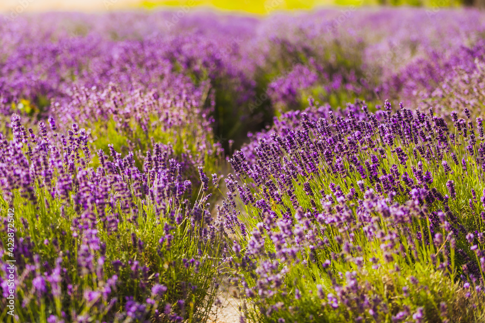 Obraz premium Beautiful Violet Lavender Field Agriculture