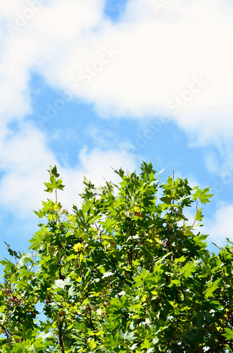 green leaves against blue sky