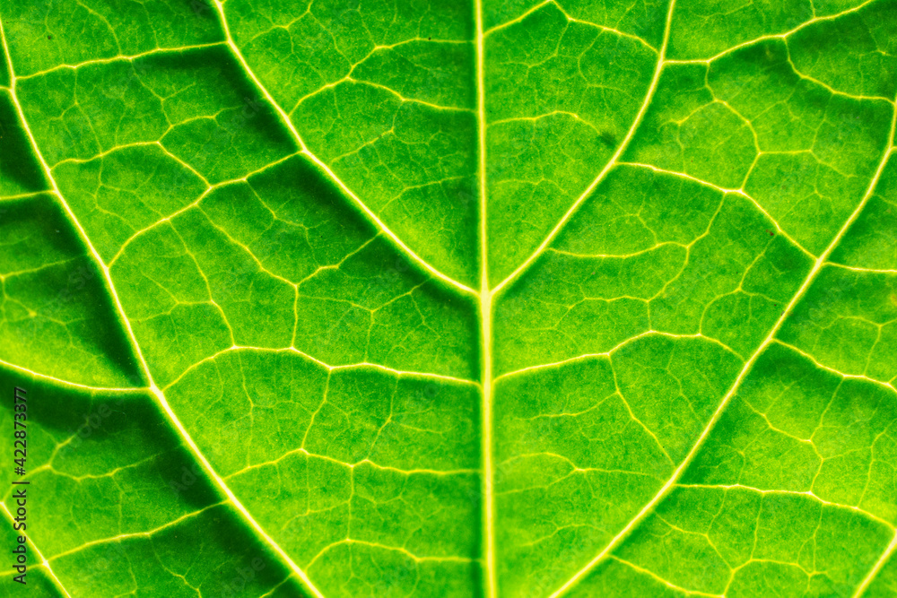 close up of leaf texture close up of leaf texture