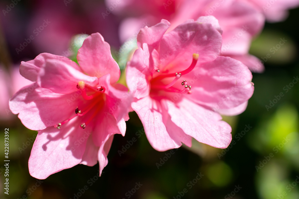 close up of pink flowers close up of pink flowers