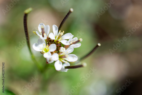 little white flower 