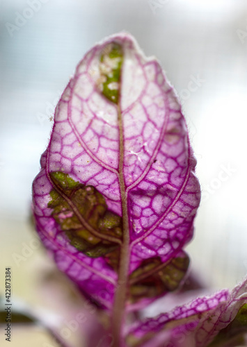 purple waffle plant leaf  photo