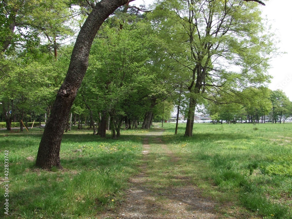 緑の美しい散歩道