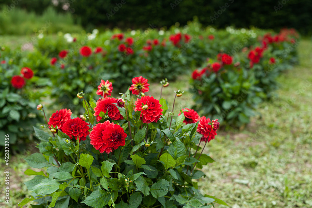 Red Dahlia Flower in Garden