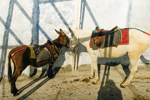 donkeys in a beautiful harness on the island of Santorini. Greece photo