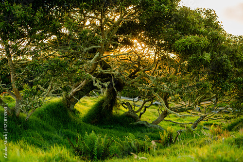 Koa Tree Wood Forest Hawaii Acacia on Mauna Kea Maunakea
