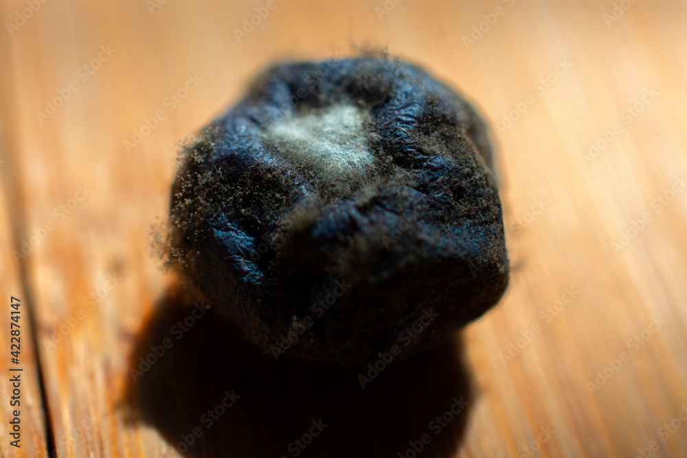 Obraz premium close up of a moldy blueberry 