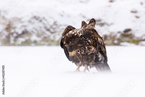 Fluffy sea eagle in snowfall. White-tailed eagle, Haliaeetus albicilla, tears killed pike, Esox lucius, on frozen lake in strong wind. Winter wildlife nature. Majestic bird in windy cold conditions. © Vaclav