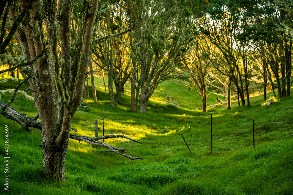 Koa Tree Wood Forest Hawaii Acacia on Mauna Kea Maunakea
Koa Tree Wood Forest Hawaii Acacia on Mauna Kea Maunakea