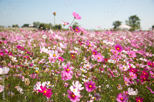 Beautiful colorful winter Flowers Sunny outdoors