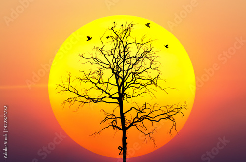 Silhouette of nature landscape. Consist of bird animal on wood dead dry tree against big yellow sunset or sunrise and evening sky background. Scenery of horizon scenic sunny summer at outdoor. © DifferR