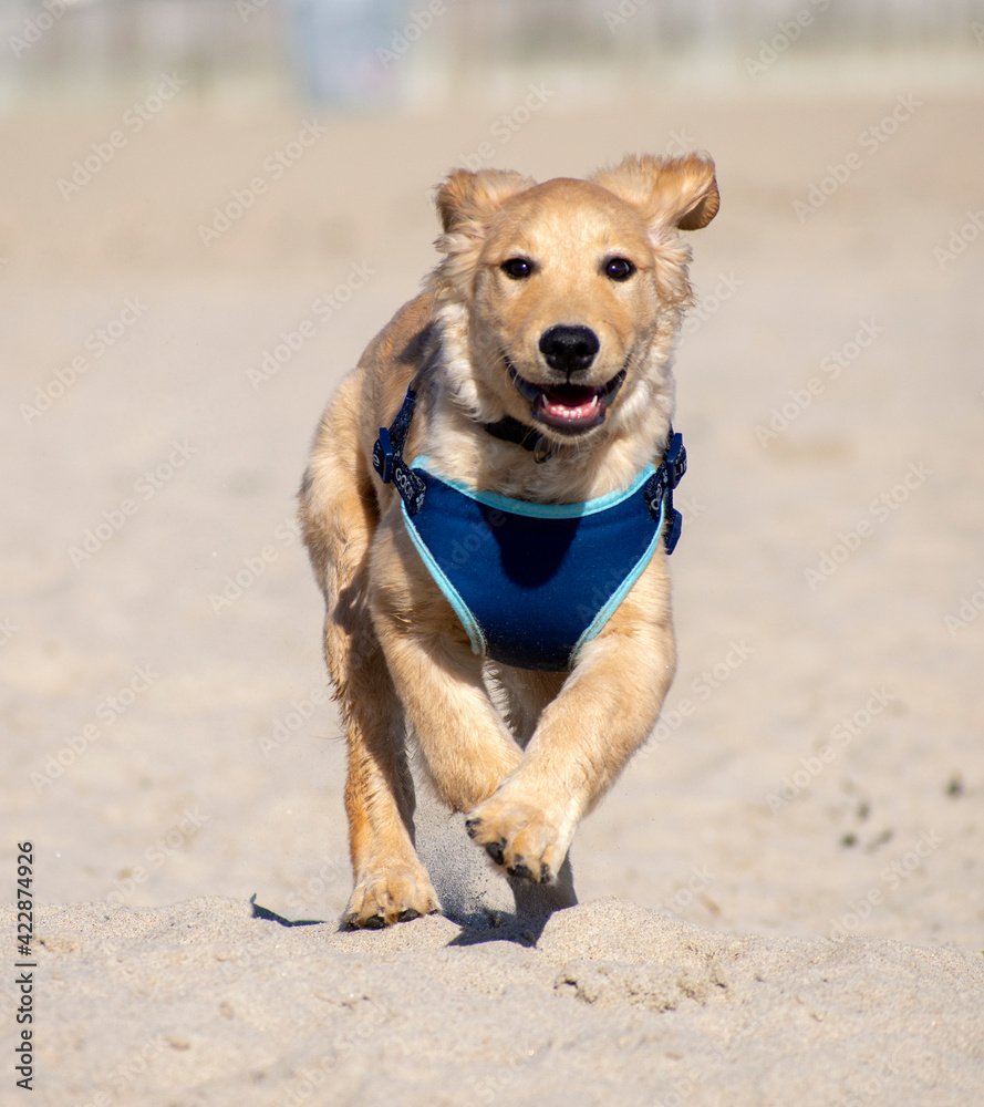 golden retriever puppy running on a beach golden retriever puppy running on a beach