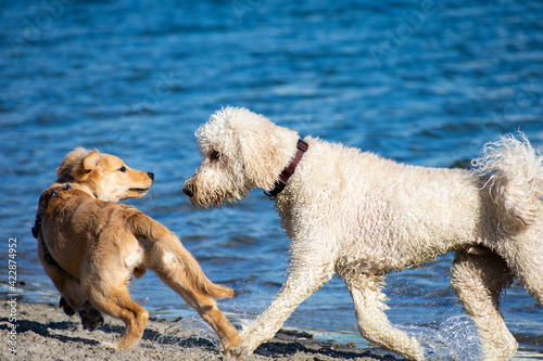 two dogs playing on the beach © BeeBatch