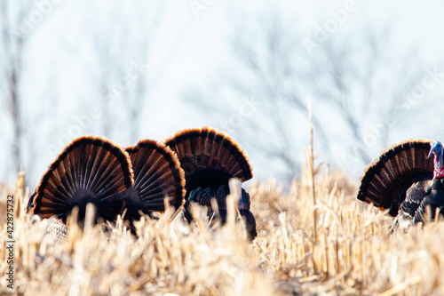 Wisconsin Wild eastern turkey (meleagris gallopavo) in the courtship ritual in spring