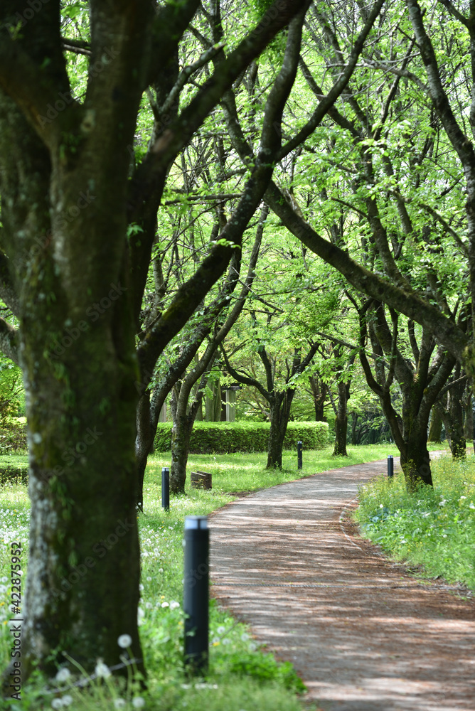 Fototapeta premium Green pathway, Spring has come
