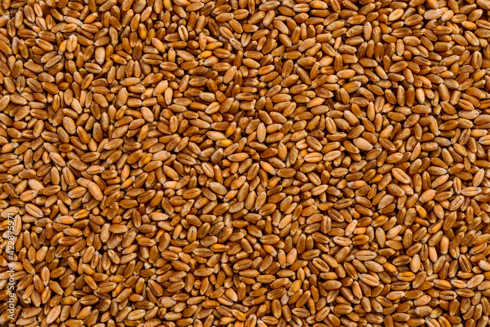 Frame full of wheat in grain. Frame full of wheat in grain.