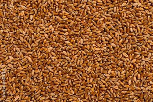 Frame full of wheat in grain.
