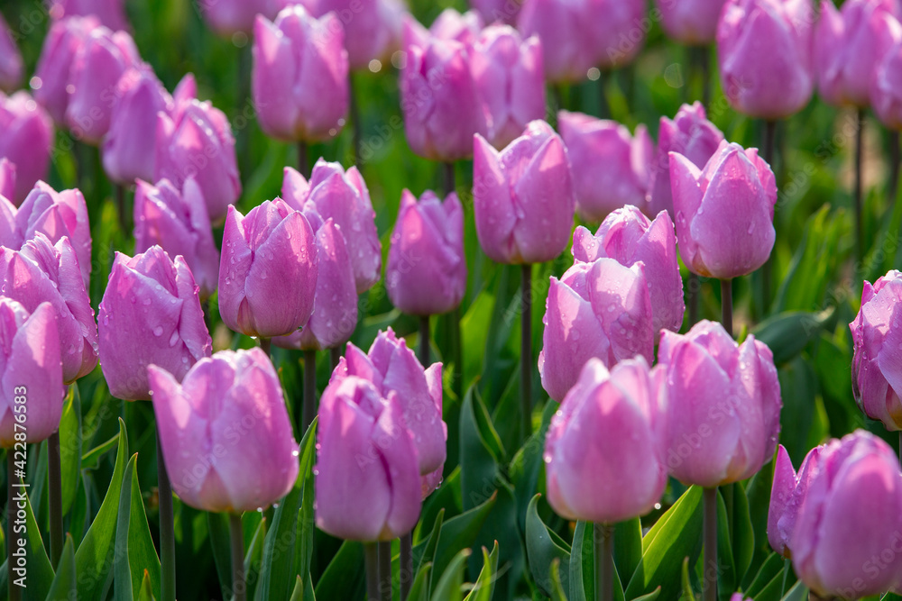 꽃밭에서 아름답게 활짝 핀 튤립