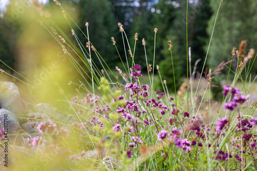 purple, pink flowers on the mountain meadow with the defocused pine forest in the background