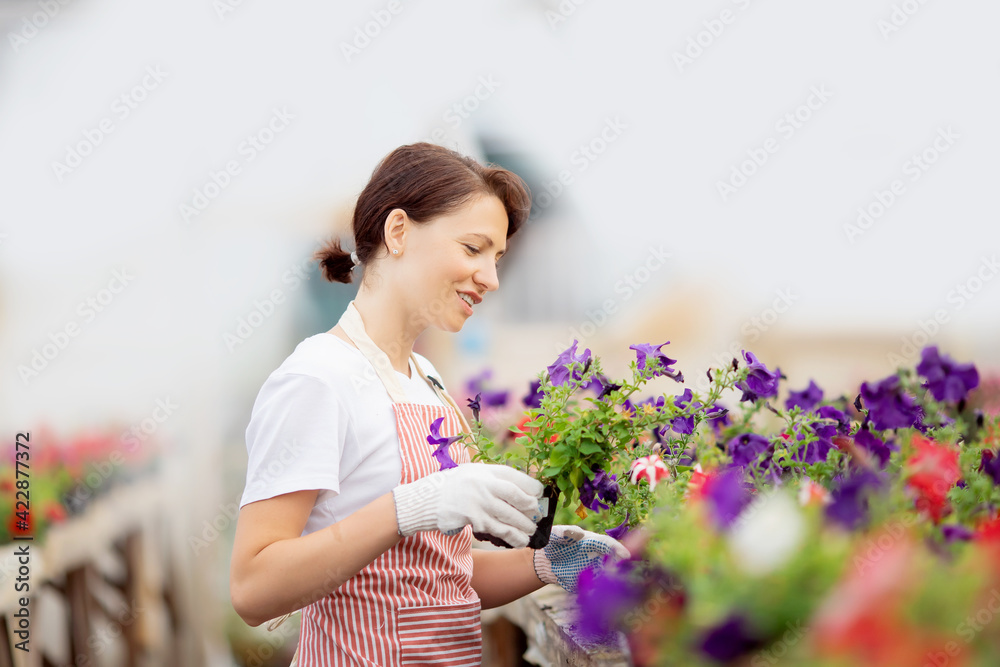 Business shop plant nursery, woman gardener caring for flowers in greenhouse Business shop plant nursery, woman gardener caring for flowers in greenhouse