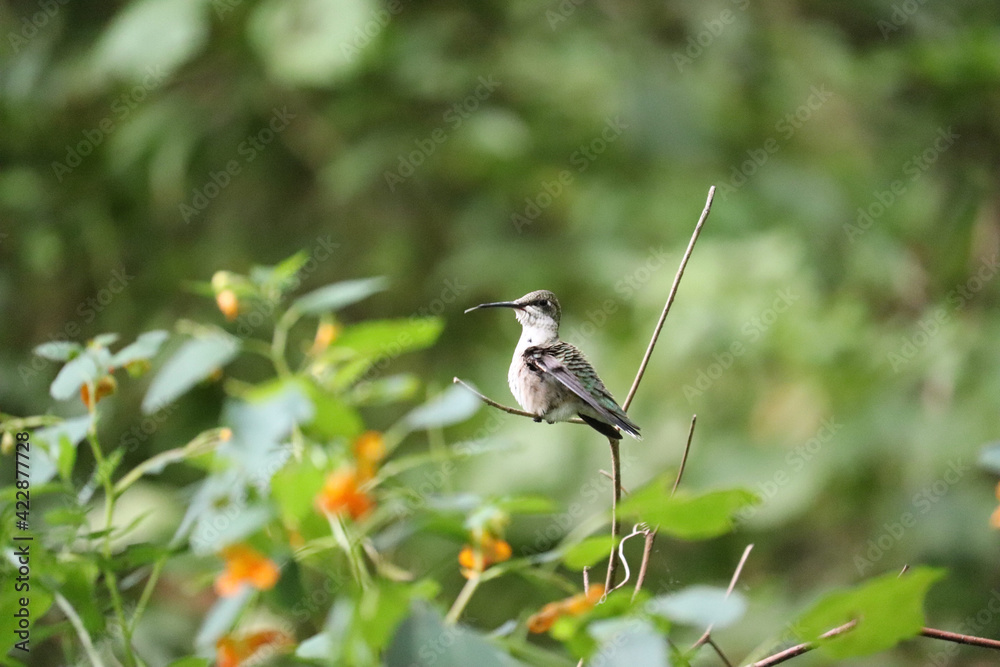 bird on a branch