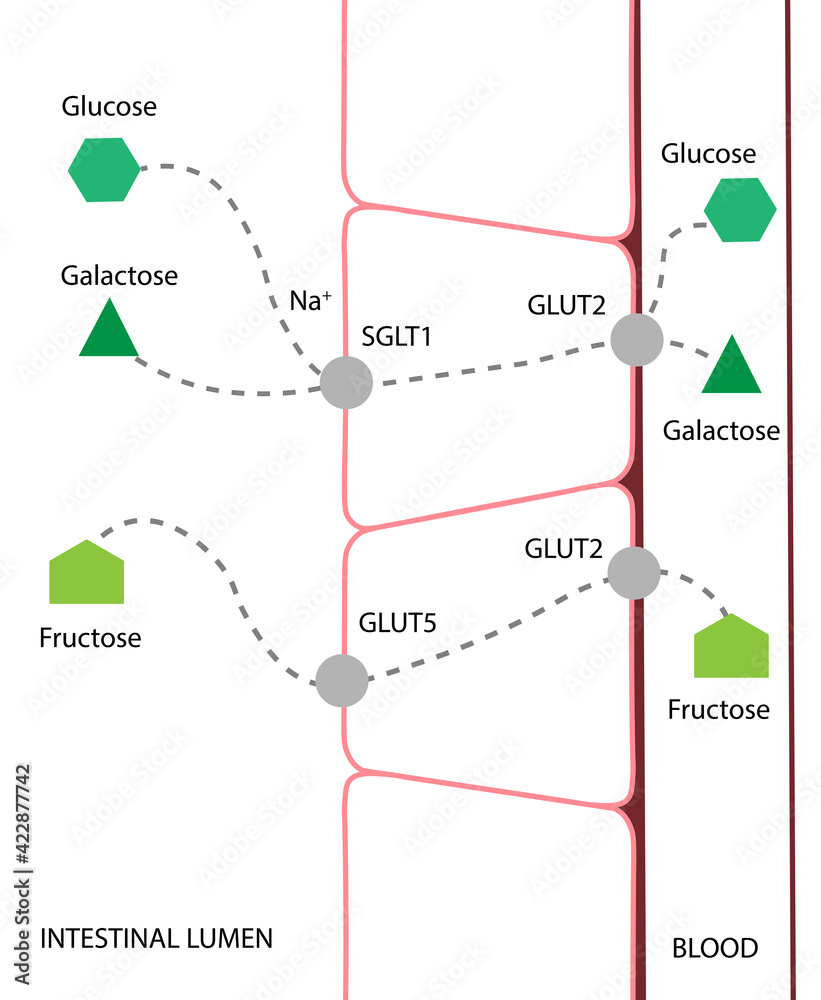 Carbohydrates intestinal digestion and absorption Glucose, Galactose and Fructose Stock