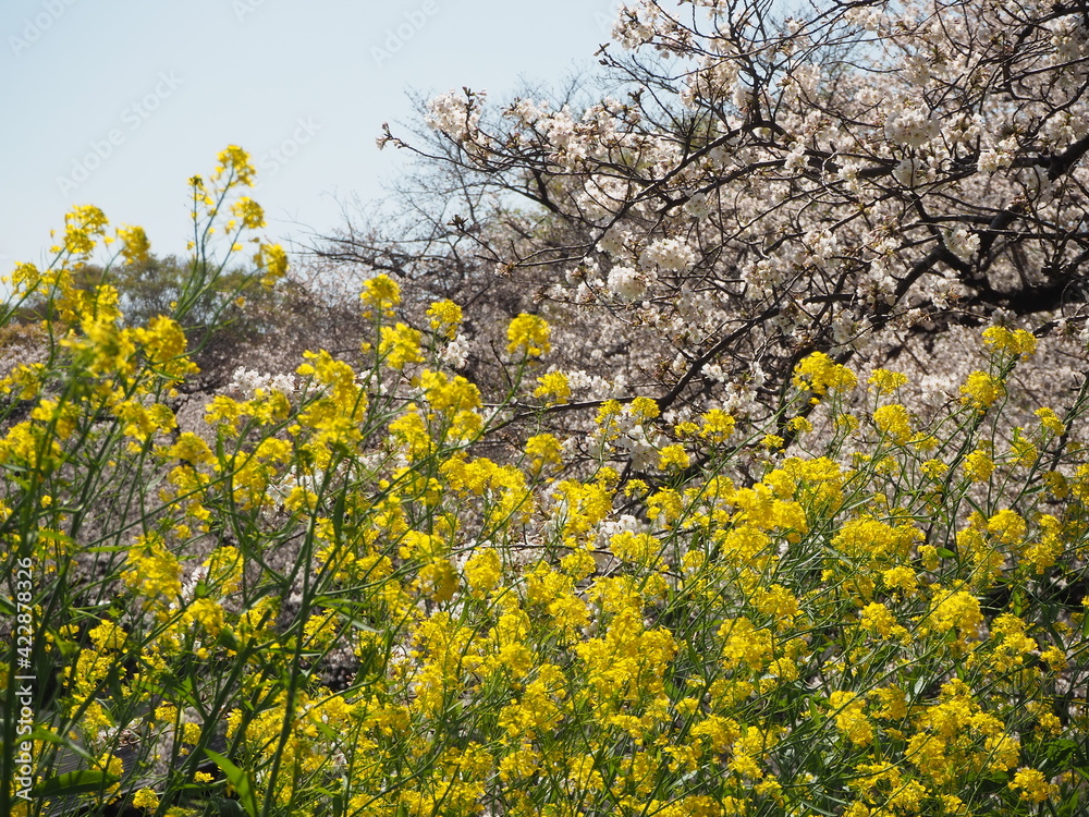 菜の花と桜の花のコラボレーション 菜の花と桜の花のコラボレーション