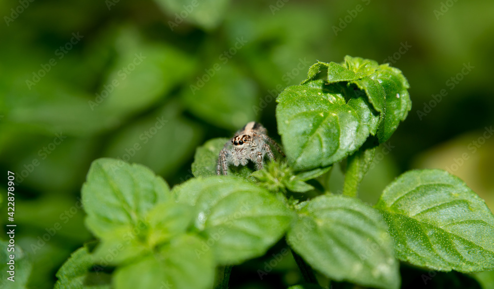 Salticidae - Jumping Spider sitting on a mint plant. Close up Salticidae - Jumping Spider sitting on a mint plant. Close up