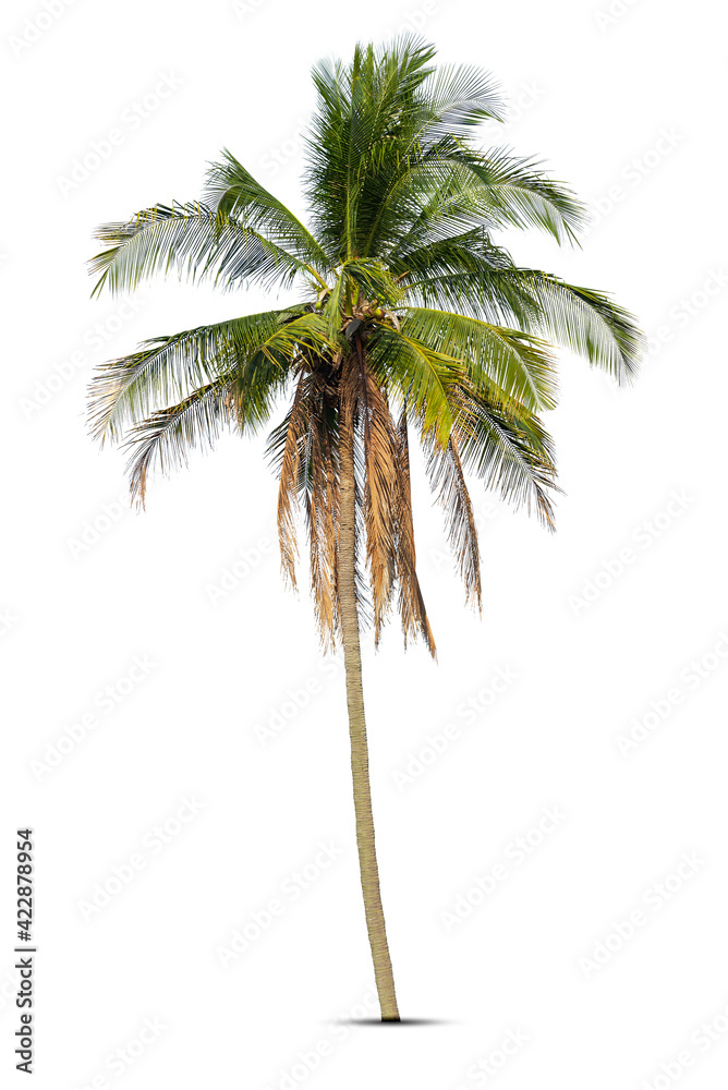 Obraz premium Coconut palm tree isolated on white background.