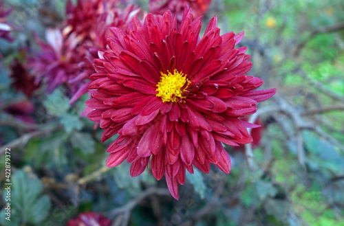 red dahlia flower