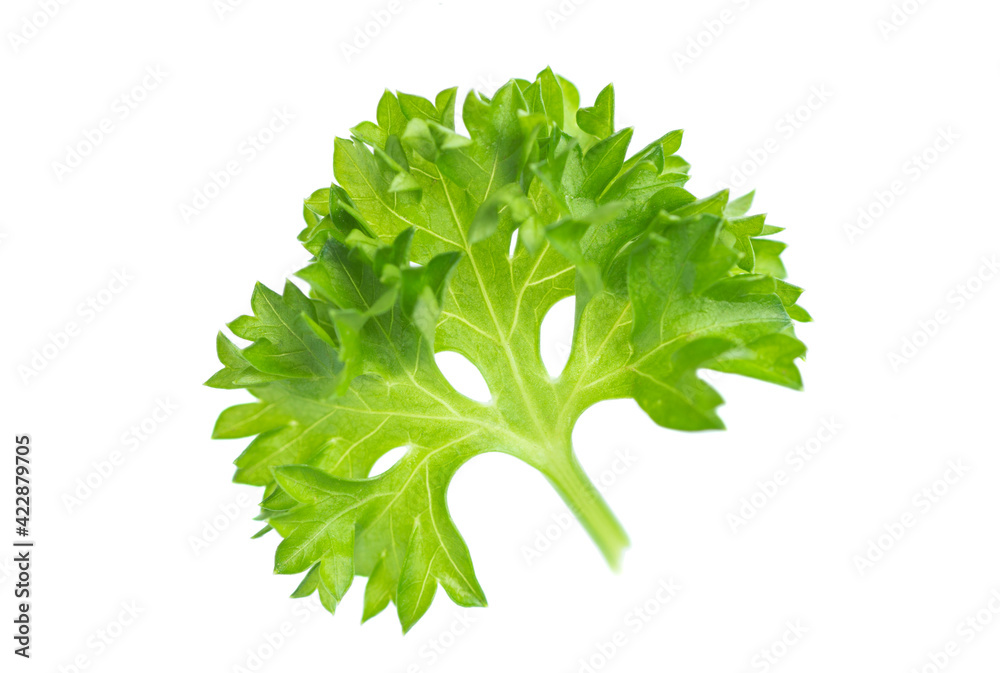 Fototapeta premium Parsley isolated on white background