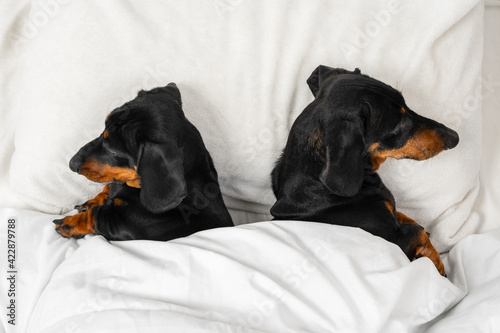 Two dachshund dogs sleep under warm blanket with their backs to each other like quarreled spouses, top view, copy space. Problem in relationships and the need to visit family psychologist.