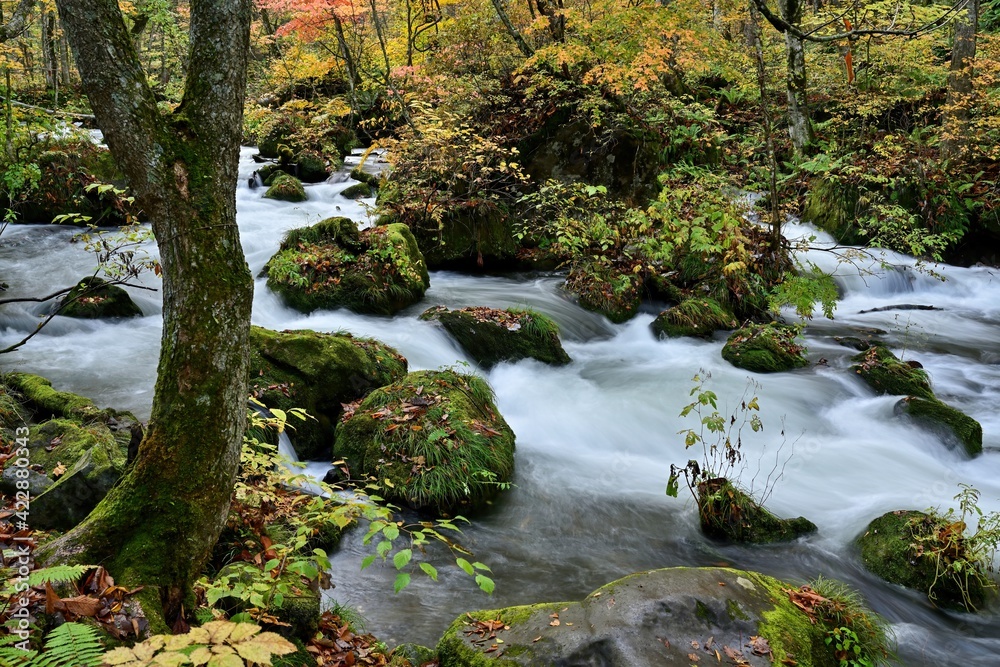 Fototapeta premium 晩秋の奥入瀬渓流の情景＠青森