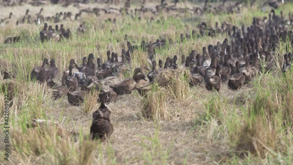 Hoards of ducks waddling through harvested rice paddies for their organic feed of the day. Hoards of ducks waddling through harvested rice paddies for their organic feed of the day.