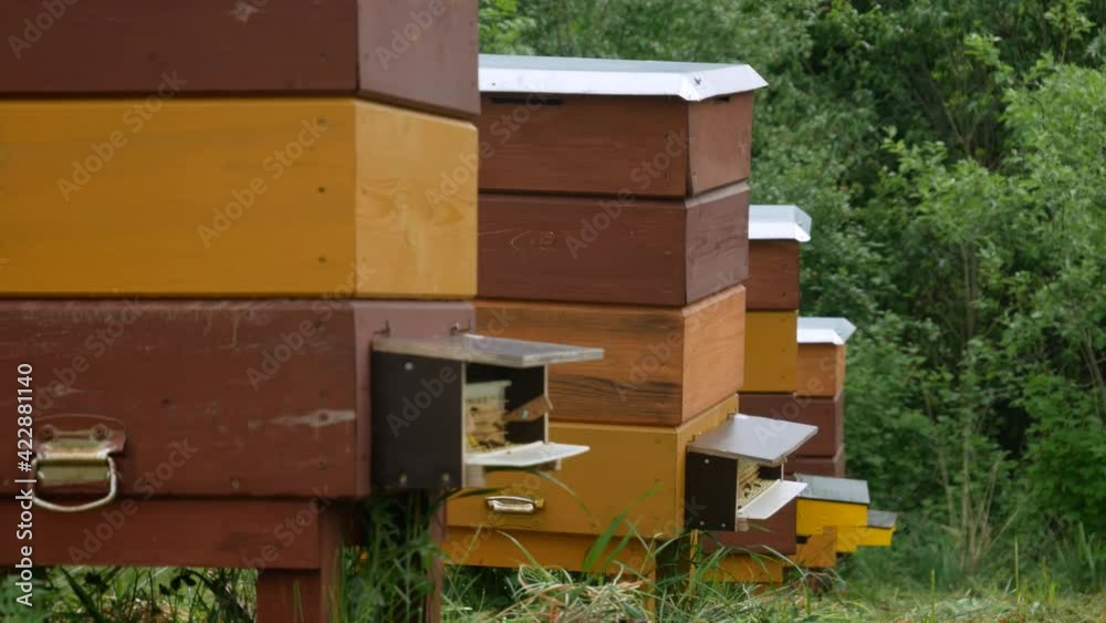 Beehive entrance with bees come and go, static rack focus. Beehive entrance with bees come and go, static rack focus.