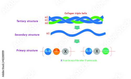 Collagen structure [Triple helix]