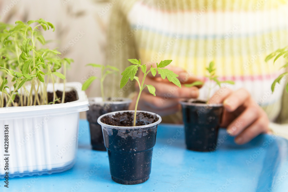 Young little tomato plant close up. Growing, seeding, transplant seedling, homeplant, vegetables at home
Young little tomato plant close up. Growing, seeding, transplant seedling, homeplant, vegetables at home