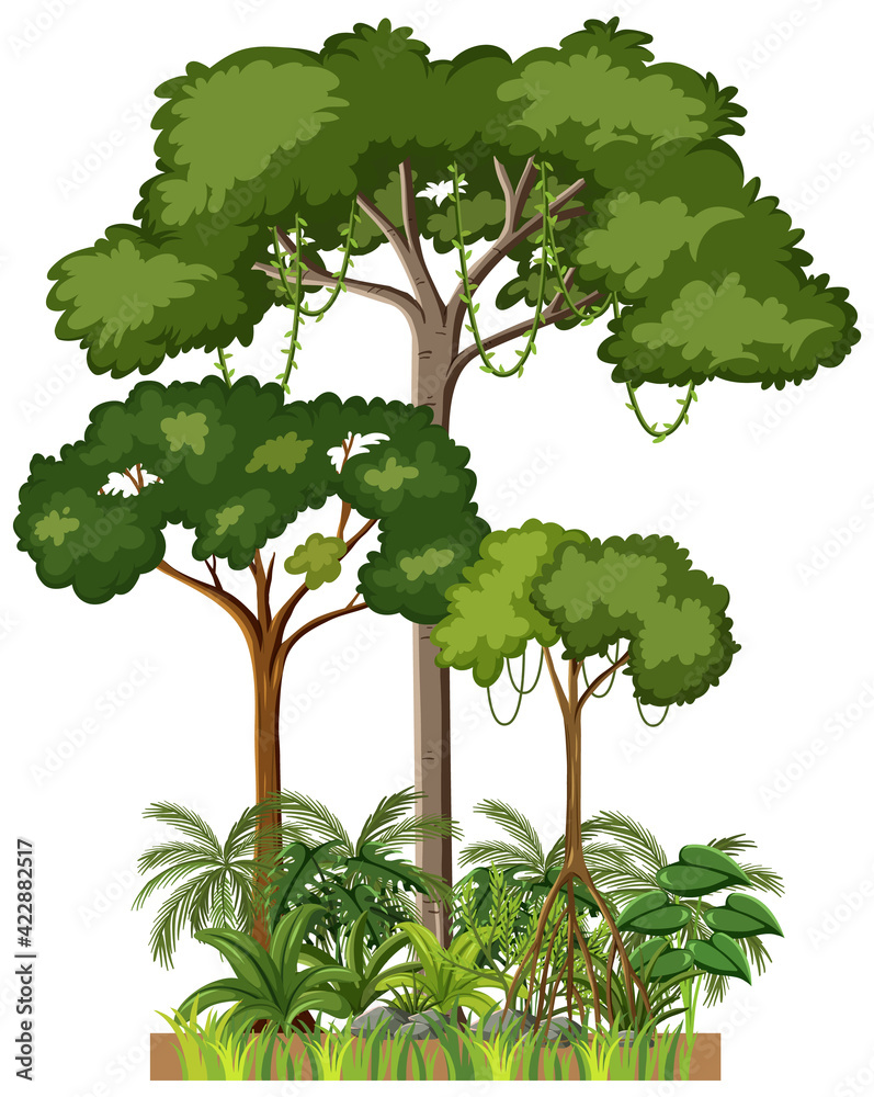 Fototapeta premium Set of different rainforest trees on white background