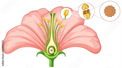 Diagram showing parts of flower