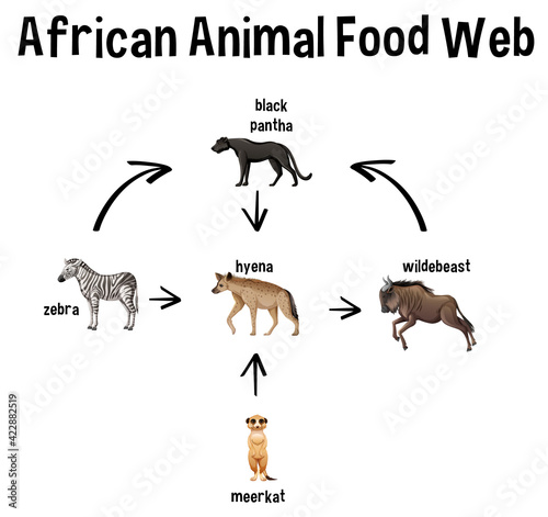 African Animal Food Web for education