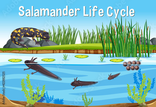 Scene with Salamander Life Cycle